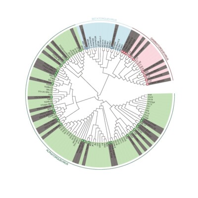 基因家族全套分析/全基因组复制图/基因家族结构图/启动子分析