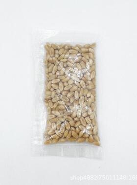 猫草种子5g猫草种子10克懒人猫草水培猫草小麦种子促爆款