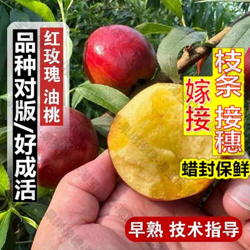 嫁接接穗枝条码子芽新品种油桃树果苗红不软特大果红玫瑰油桃王桃