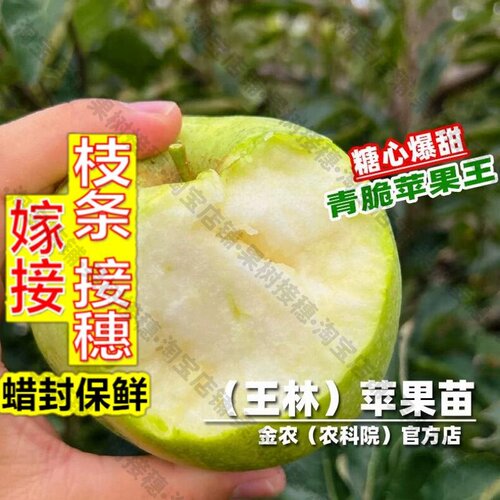 嫁接接穗枝条码子芽嫁接王林苹果树果苗正绿青脆青苹果苗大脆甜南