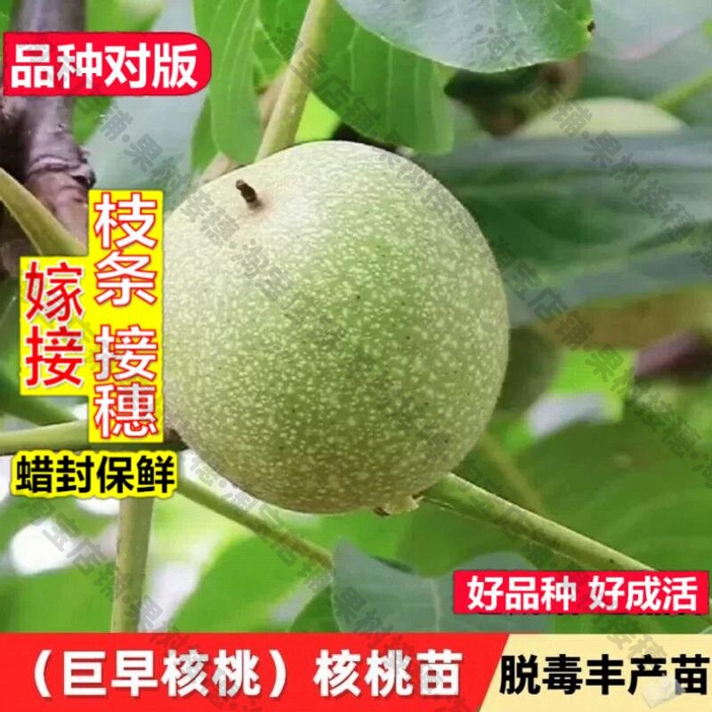 嫁接接穗枝条码子芽嫁接巨早核桃树苗新品种大果型纸皮薄皮核桃苗图片