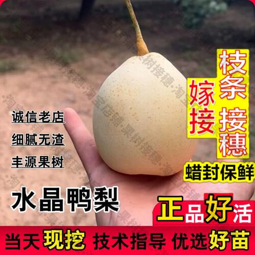 嫁接接穗枝条码子芽老品种河北白鸭梨树苗秋月梨嫁接梨树果苗酥梨