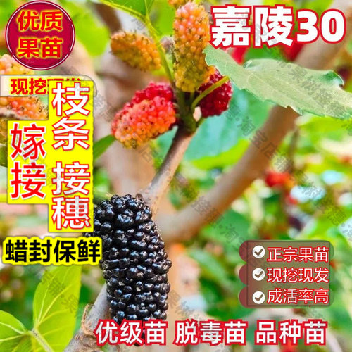 嫁接接穗枝条码子芽食用甜桑葚树苗嘉陵30桑树果桑苗盆栽阳台地栽
