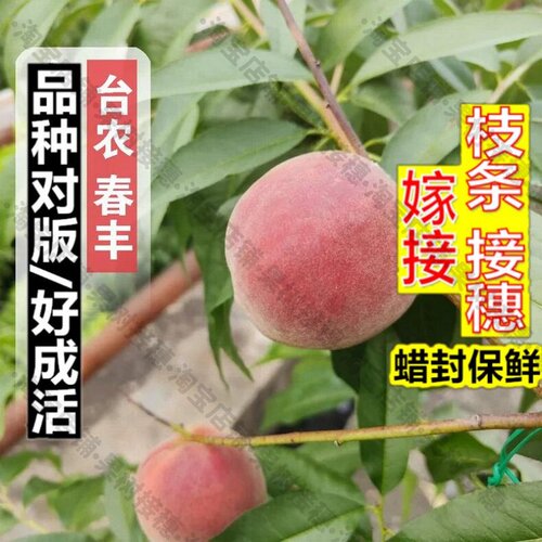 嫁接接穗枝条码子芽嫁接热带桃树果苗台农3号桃苗三春丰水蜜桃树