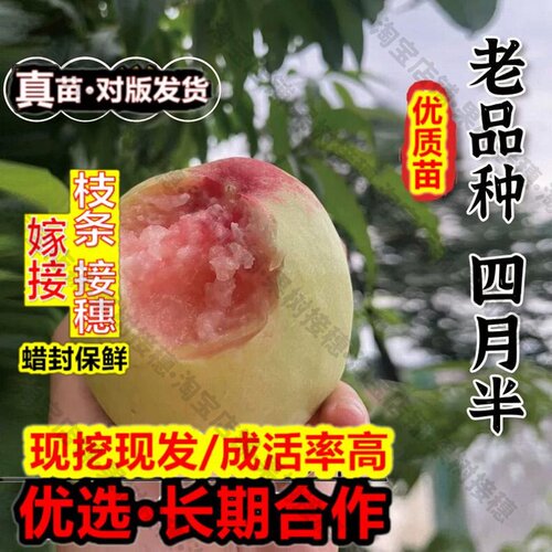 嫁接接穗枝条码子芽老品种四月半桃树苗极早熟一点红桃苗5月红甜