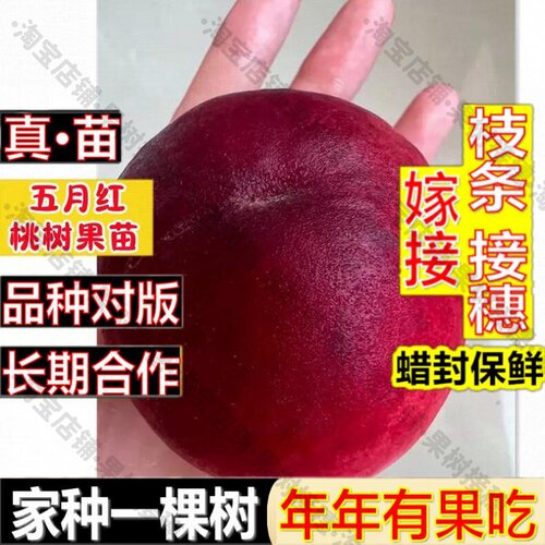 嫁接接穗枝条码子芽极早熟桃树苗五月红嫁接水蜜桃甜脆果南北方种