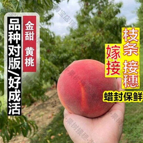 嫁接接穗枝条码子芽嫁接桃树果苗早熟脆甜黄桃树苗中桃金甜桃苗盆