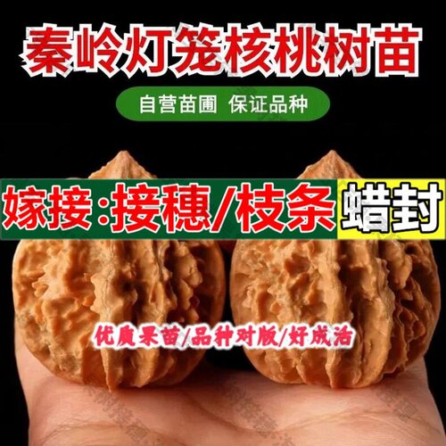 嫁接接穗枝条码子芽嫁接文玩核桃树苗狮子头秦岭灯笼深纹大刺麻核
