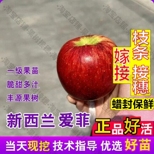 嫁接接穗枝条码子芽新西兰爱菲苹果树果苗嫁接脆甜矮化妃苹苗庭院