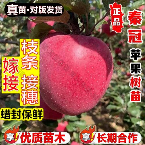 嫁接接穗枝条码子芽嫁接水红秦冠苹果树果苗粉面苹果树苗南北方庭