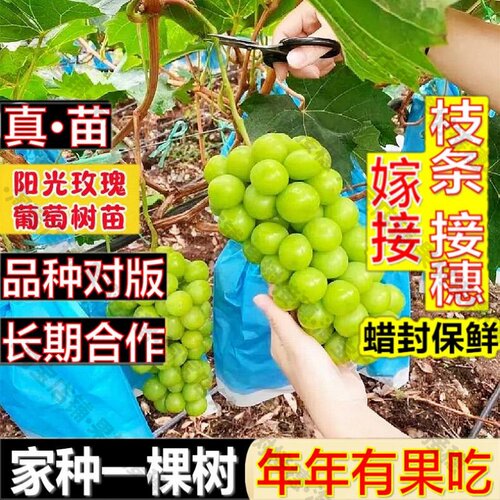 嫁接接穗枝条码子芽阳光玫瑰葡萄树苖无籽青提葡萄苗爬藤北南方种