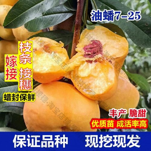嫁接接穗枝条码子芽7-25号油蟠桃树苗嫁接新品种早熟黄金蟠桃树果