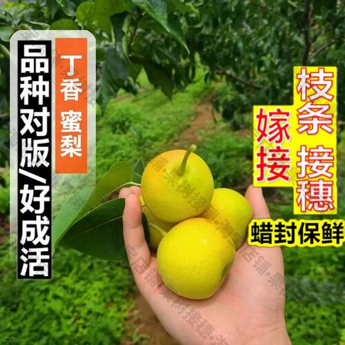 嫁接接穗枝条码子芽攀枝花丁香蜜梨树苗嫁接早熟香梨苗盆栽地栽南