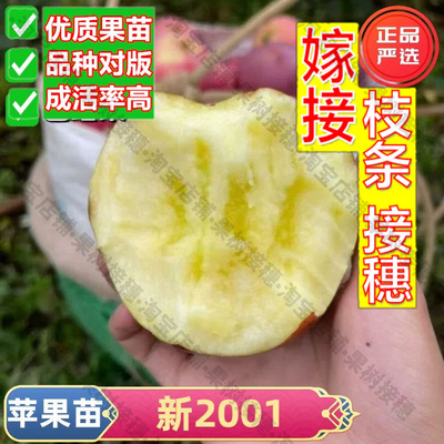 嫁接接穗枝条码子芽新2001苹果树苗嫁接条纹红苹果苗盆栽庭院地栽