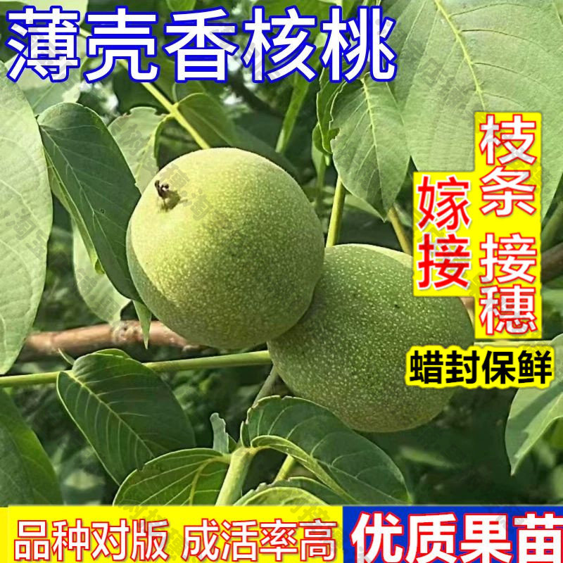 嫁接接穗枝条码子芽薄壳香核桃树果苗南方北方种植薄皮核桃苗矮化图片