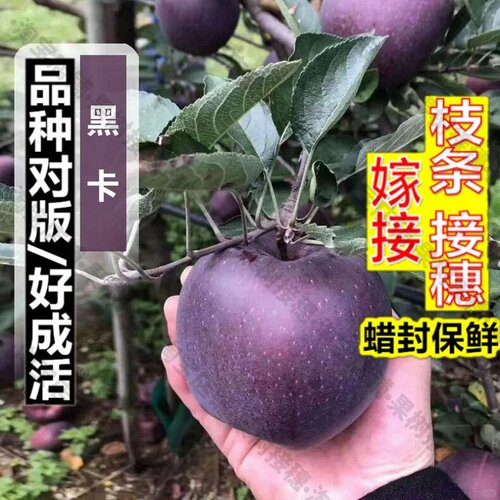 嫁接接穗枝条码子芽西藏黑钻苹果树苗矮化盆栽地栽特大脆甜耐寒黑