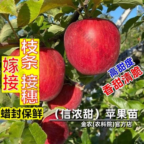 嫁接接穗枝条码子芽嫁接日本信浓甜苹果树果苗脆甜红富士南北方种