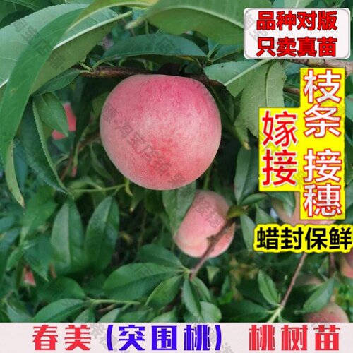嫁接接穗枝条码子芽嫁接突围桃树苗脆甜中桃3号桃苗早熟春美桃树