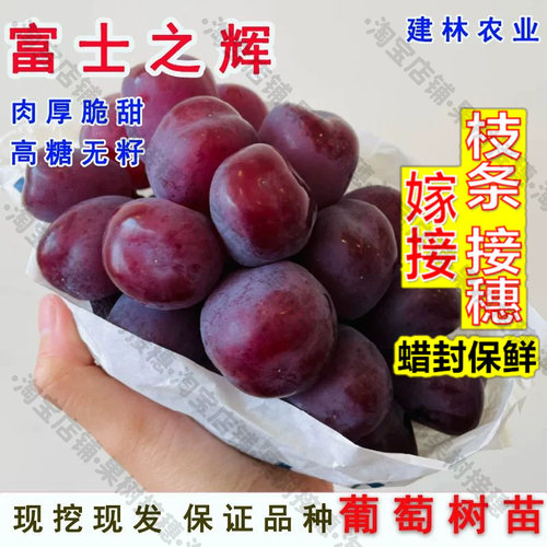 嫁接接穗枝条码子芽嫁接富士之辉葡萄树苗黑色无核阳光玫瑰葡萄苗
