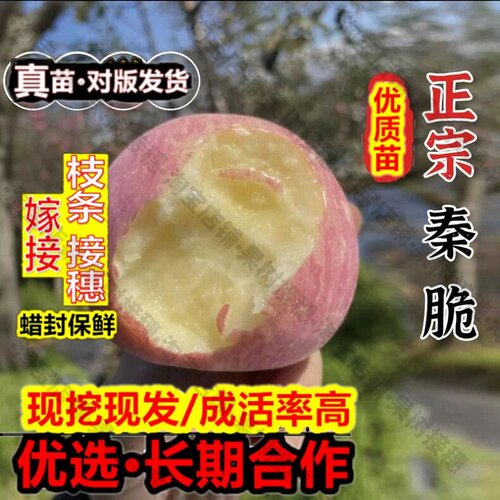 嫁接接穗枝条码子芽秦脆苹果苗耐寒脆甜多汁嫁接苹果树果苗盆栽庭