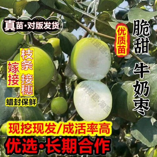 嫁接接穗枝条码子芽大青枣树苗正宗嫁接台湾蜜丝枣树苗牛奶苹果枣
