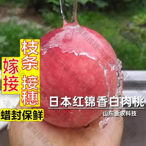 嫁接接穗枝条码子芽新品种嫁接日本红锦香桃树苗5月特早熟极丰产