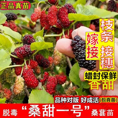 嫁接接穗枝条码子芽桑甜一号桑葚树苗四季果桑纯甜桑树苗北方南方