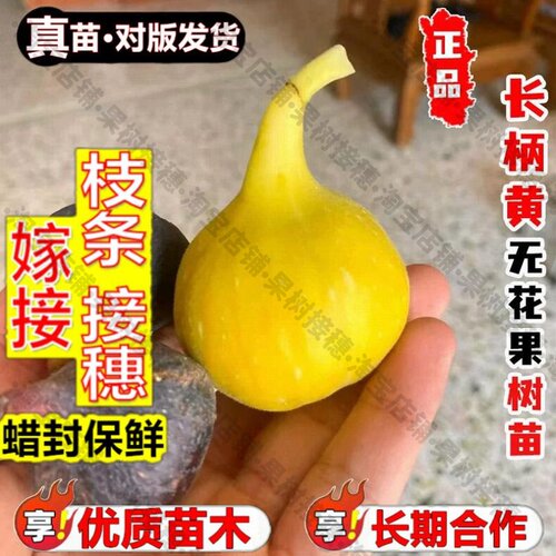 嫁接接穗枝条码子芽长柄黄无花果树果苗黄色糖包子无花果树苗南北