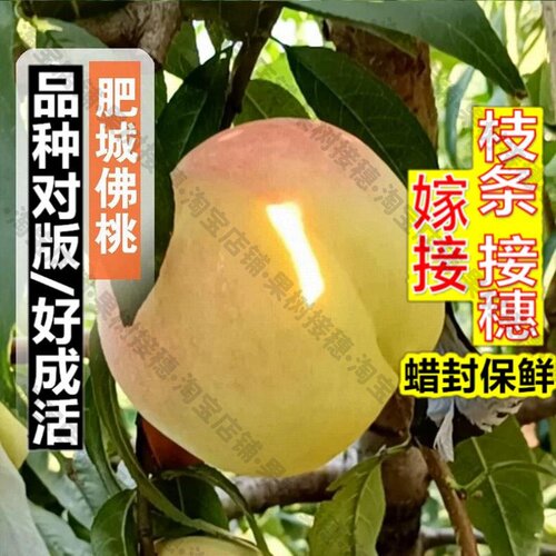 嫁接接穗枝条码子芽老品种肥桃苗山东泰安肥城佛桃树苗盆栽庭院特