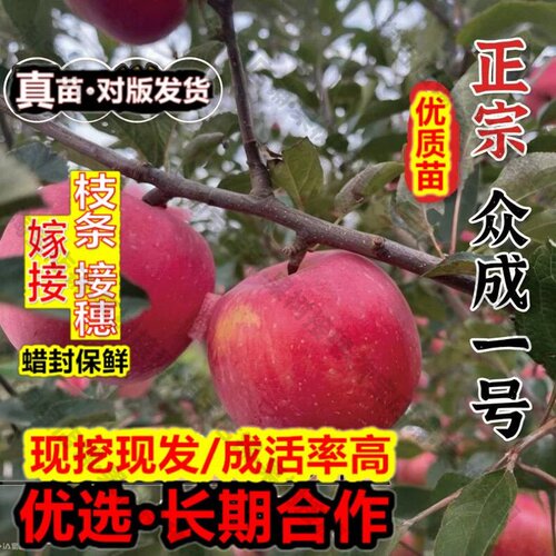 嫁接接穗枝条码子芽嫁接众成一号苹果树苗苹果树果苗晚熟全红红富