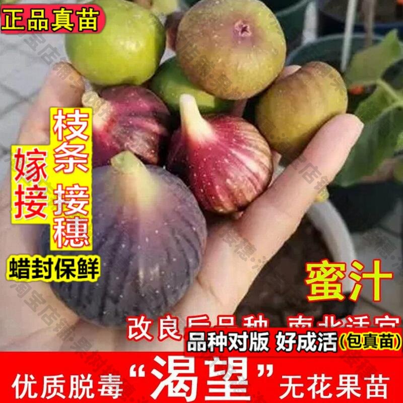 嫁接接穗枝条码子芽渴望无花果树苗紫果糖心无花果果树苗耐寒庭院图片