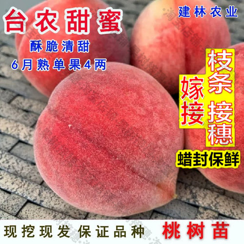 嫁接接穗枝条码子芽台农甜蜜桃苗热带平地水蜜桃树苗甜桃树果苗盆