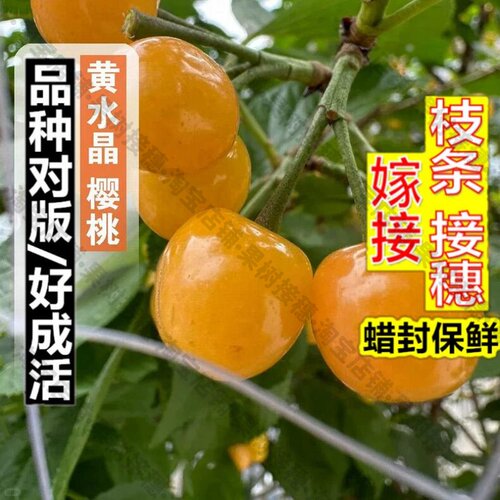 嫁接接穗枝条码子芽黄车厘子树苗大樱桃树苗嫁接水晶樱桃苗盆栽北