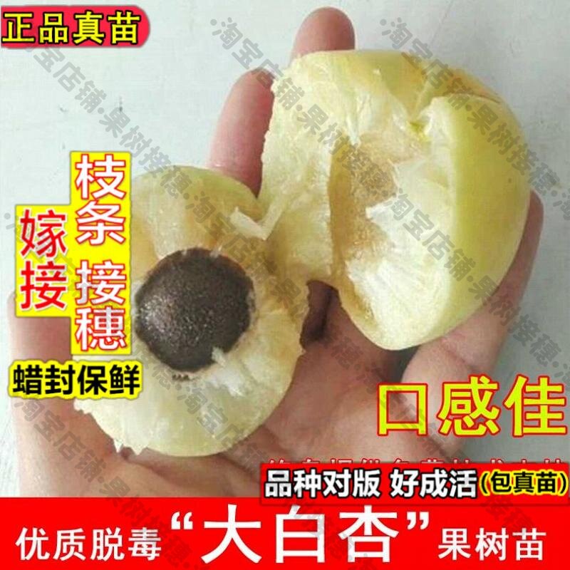 嫁接接穗枝条码子芽嫁接大白杏树苗新疆香白杏子苗耐寒北方南方种