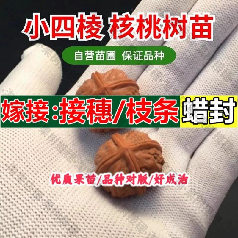嫁接接穗枝条码子芽麻核桃苗树小四棱核桃树苗嫁接特大文玩猴头核