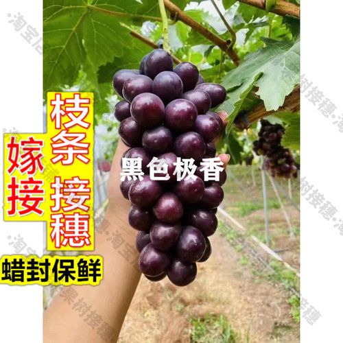 嫁接接穗枝条码子芽嫁接苗新品种黑色极香黑钻葡萄苗 南方北方种
