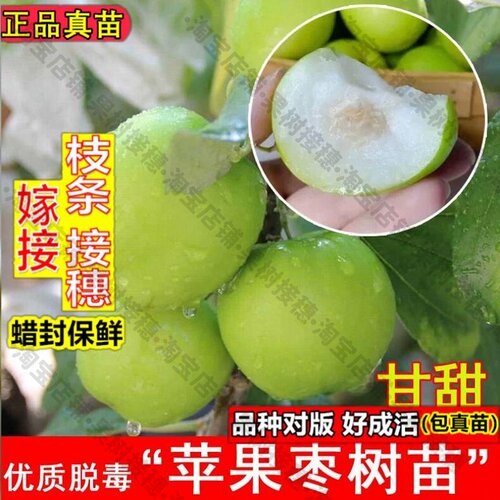 嫁接接穗枝条码子芽苹果枣树活苗嫁接牛奶枣大青枣树苗盆栽庭院地