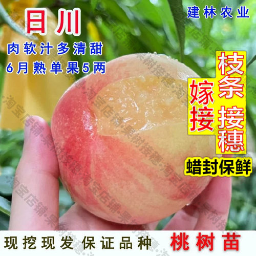 嫁接接穗枝条码子芽嫁接阳山水蜜桃树苗日川蜜露水蜜桃苗六月成熟
