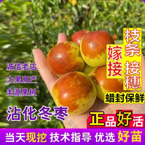 嫁接接穗枝条码子芽特大枣树活苗嫁接沾化二代冬枣树苗庭院盆栽脆