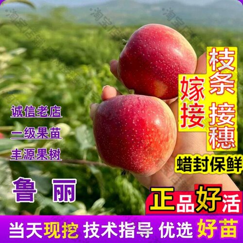 嫁接接穗枝条码子芽特大矮化早熟鲁丽苹果苗庭院嫁接脆甜7月成熟