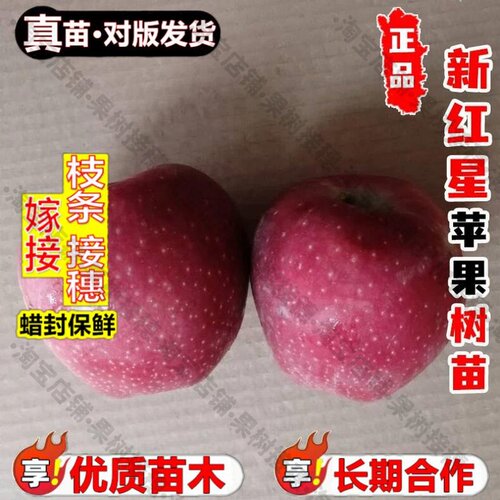 嫁接接穗枝条码子芽嫁接新红星苹果树果苗特大晚熟粉面苹果树苗南