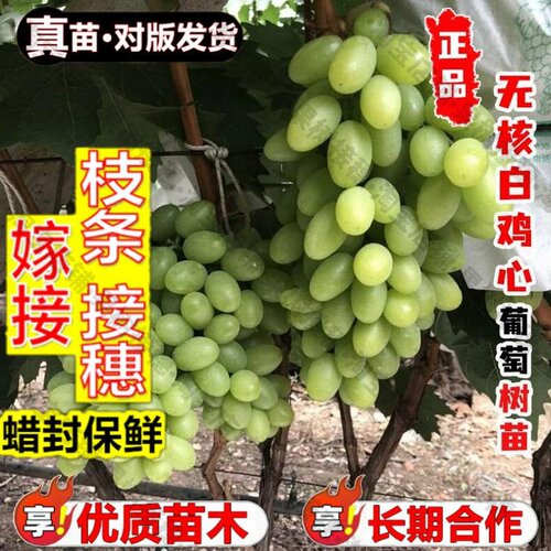 嫁接接穗枝条码子芽嫁接无核白鸡心葡萄树苗耐寒无籽爬藤青提葡萄