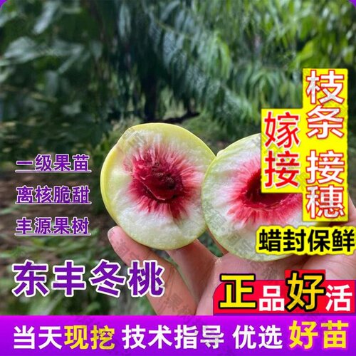 嫁接接穗枝条码子芽特晚熟11月新品种脆甜冬丰冬桃苗青州蜜桃树苗