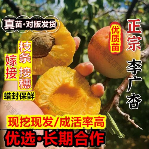 嫁接接穗枝条码子芽嫁接特大李广杏树苗敦煌李广油杏树果苗庭院盆