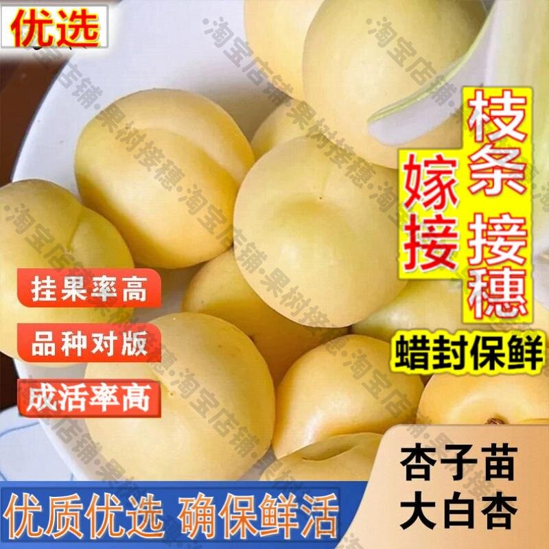 嫁接接穗枝条码子芽嫁接新疆大白杏树苗早熟甜核脆甜杏子苗庭院盆