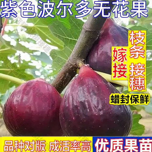 嫁接接穗枝条码子芽紫色波尔多无花果苗南方北方种植果树果苗盆栽