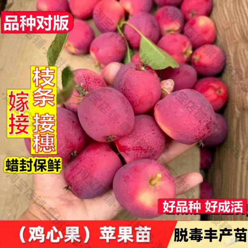 嫁接接穗枝条码子芽嫁接鸡心果苹果苗抗冻东北酸甜耐寒锦绣海棠小图片