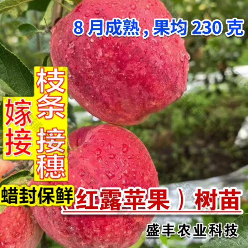 嫁接接穗枝条码子芽云南昭通冰糖心苹果树果苗盆栽地栽嫁接早熟红