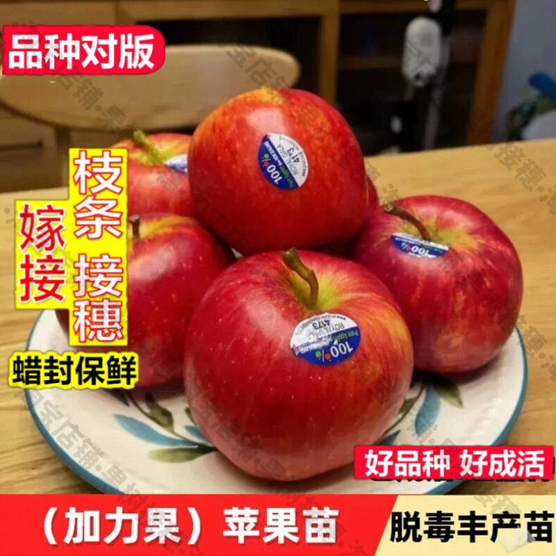 嫁接接穗枝条码子芽嫁接苹果苗新品种苹果树苗姬娜果树苗加力果树图片