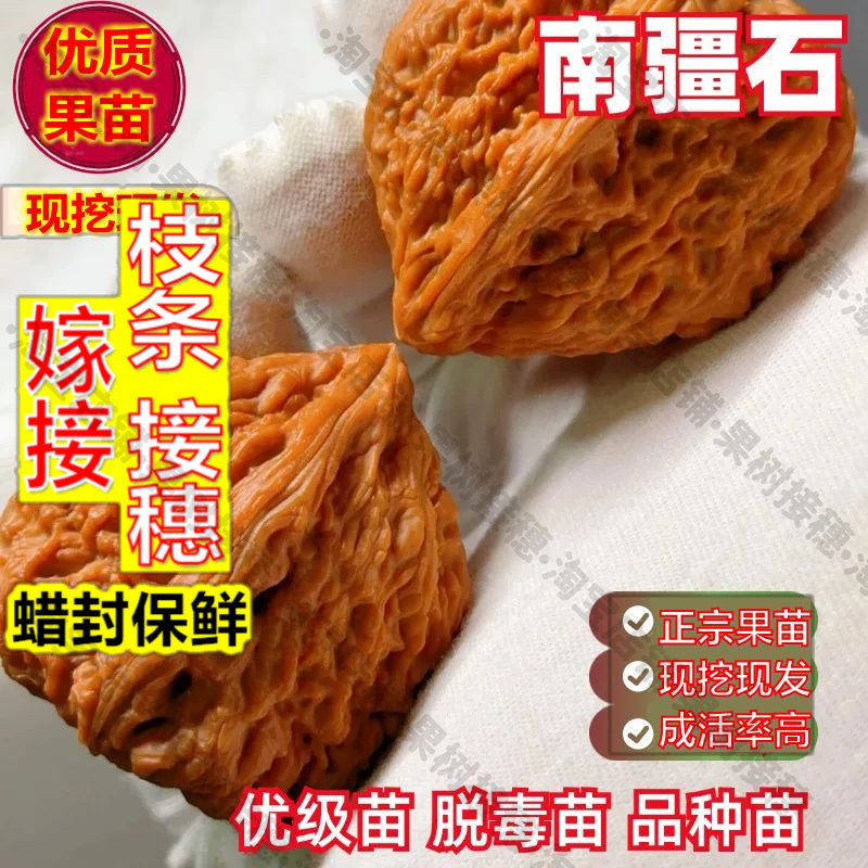 嫁接接穗枝条码子芽文玩核桃树苗水果种子/种苗